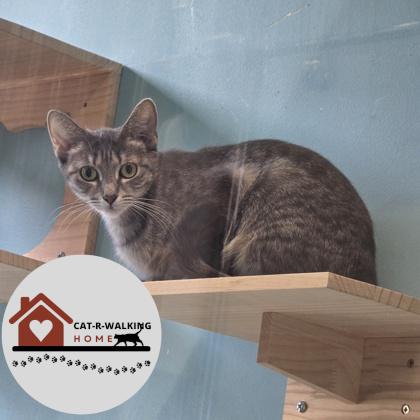 Mazakeen, a Adoptable mixed breed in Janesville, WI image 2/3