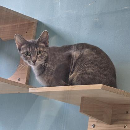 Enlarge Mazakeen, a Adoptable mixed breed in Janesville, WI image 3/3