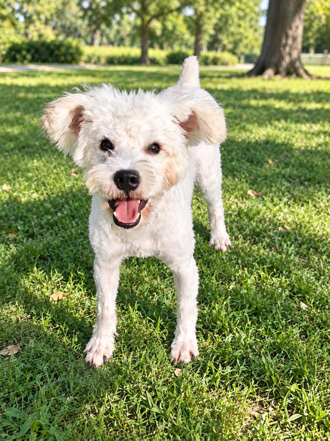 Dobby, Adoptable, Young Male Miniature Schnauzer.