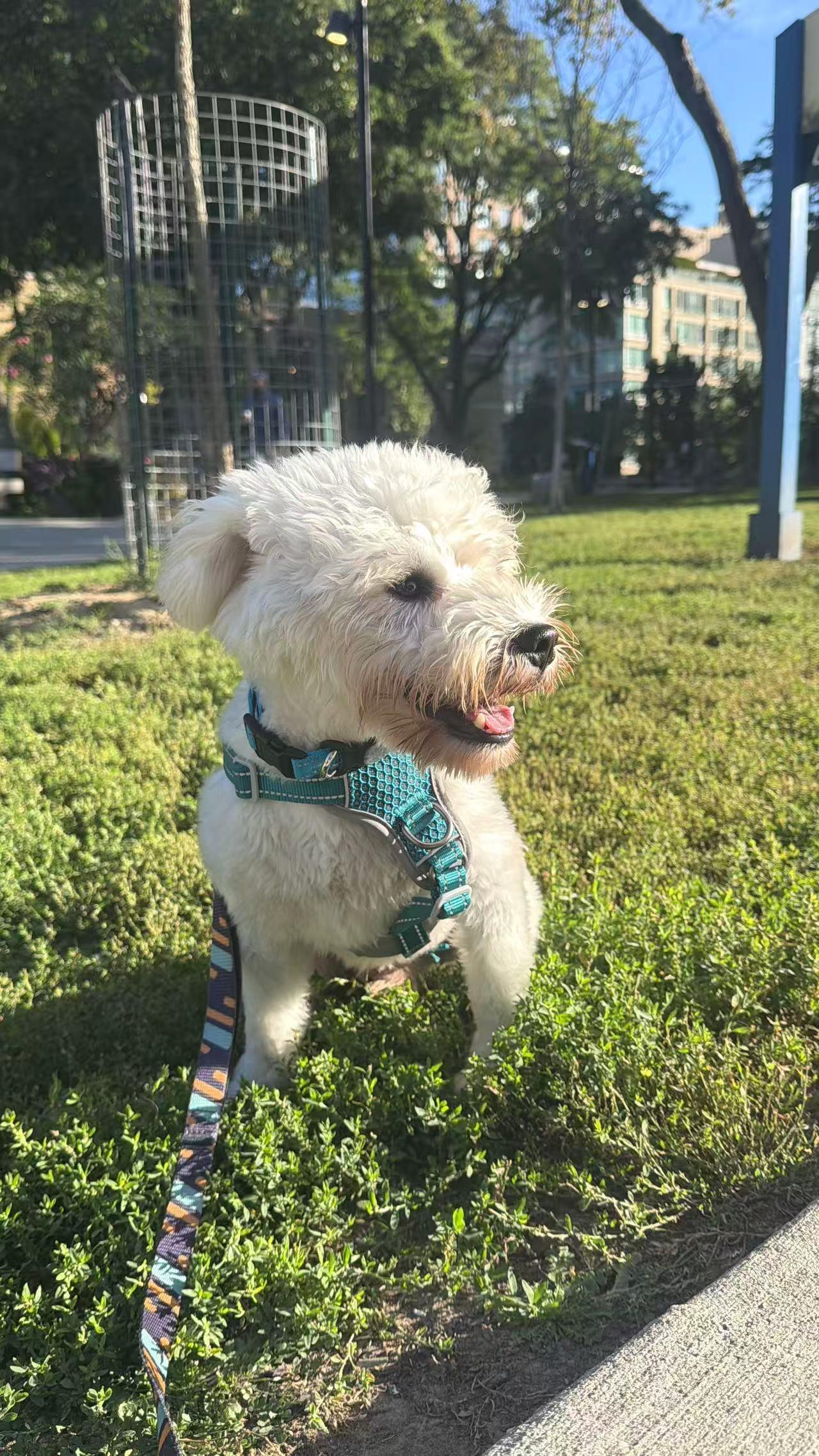 Enlarge Dobby, a Adopted Miniature Schnauzer in Markham, ON image 2/5