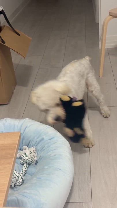 Enlarge Dobby, a Adopted Miniature Schnauzer in Markham, ON video 5/5