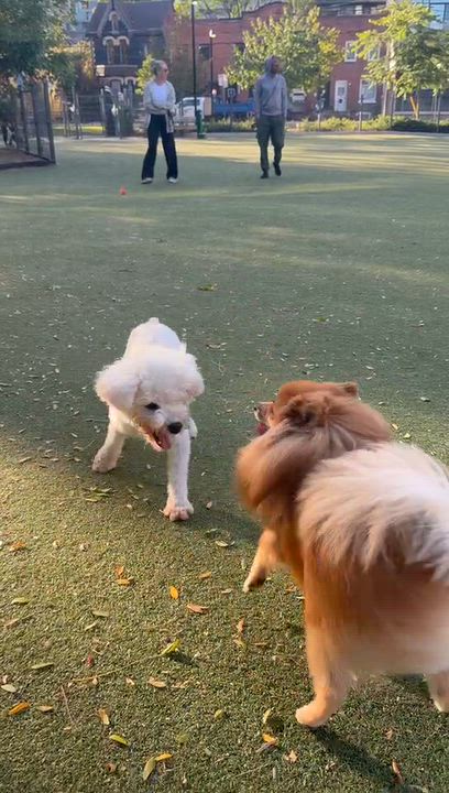 Enlarge Dobby, a Adopted Miniature Schnauzer in Markham, ON video 3/5