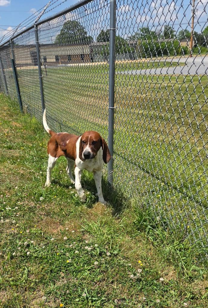 Enlarge Cletus, a Adoptable Treeing Walker Coonhound in Shelbyville, TN image 1/5