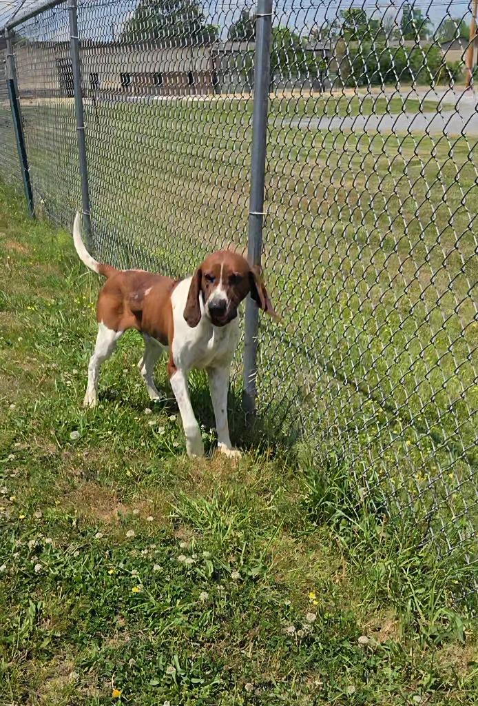 Enlarge Cletus, a Adoptable Treeing Walker Coonhound in Shelbyville, TN image 2/5