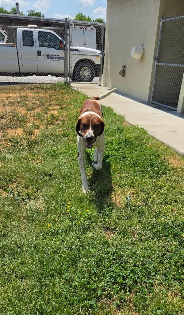 Enlarge Cletus, a Adoptable Treeing Walker Coonhound in Shelbyville, TN image 3/5