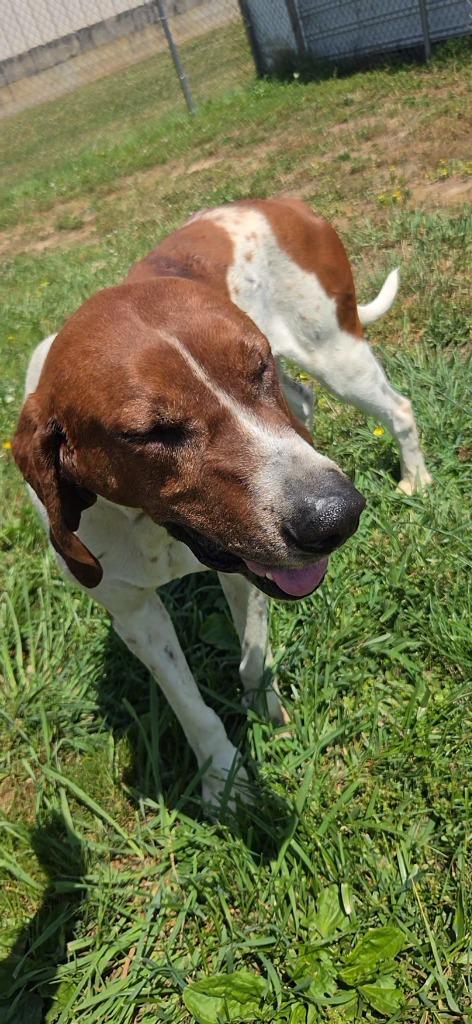 Enlarge Cletus, a Adoptable Treeing Walker Coonhound in Shelbyville, TN image 4/5