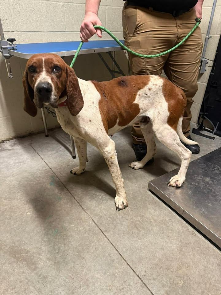 Enlarge Cletus, a Adoptable Treeing Walker Coonhound in Shelbyville, TN image 5/5