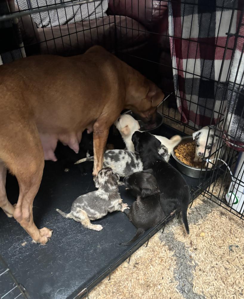 Diondia / Mama Tina, Adoptable, Adult Female Labrador Retriever.