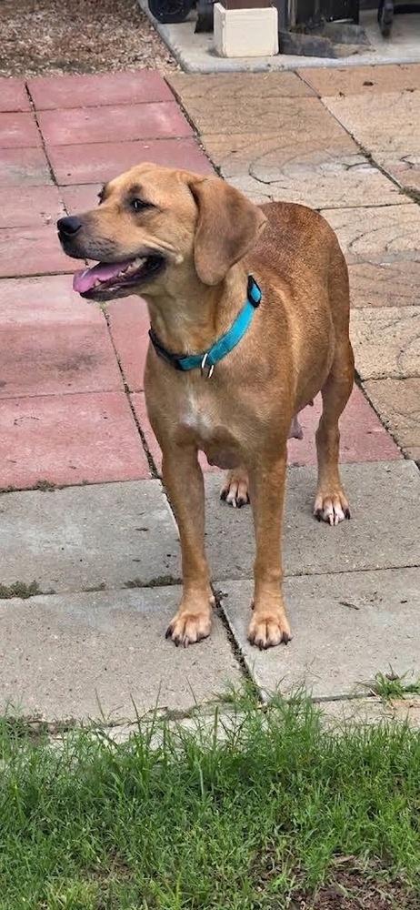 Enlarge Diondia / Tina, a Adoptable mixed breed in Broomfield, CO image 1/6
