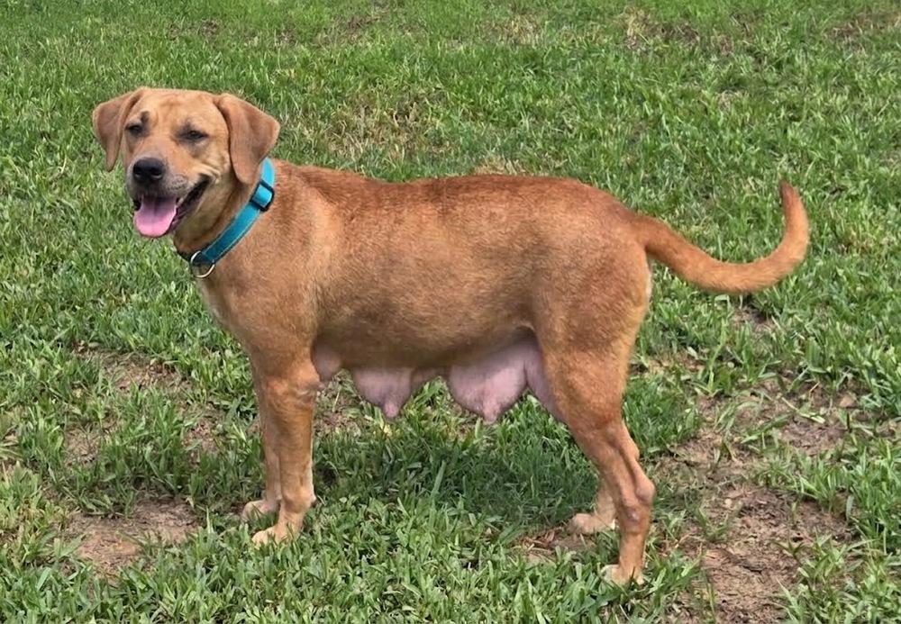 Enlarge Diondia / Tina, a Adoptable mixed breed in Broomfield, CO image 2/6