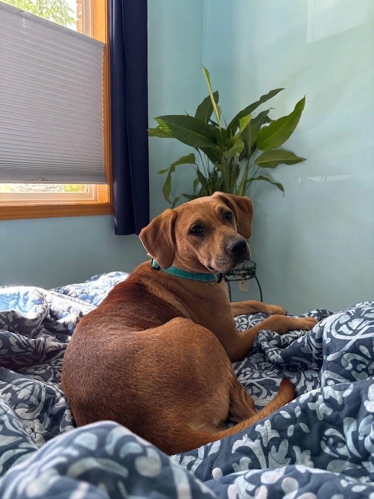 Enlarge Diondia / Tina, a Adoptable mixed breed in Broomfield, CO image 3/6