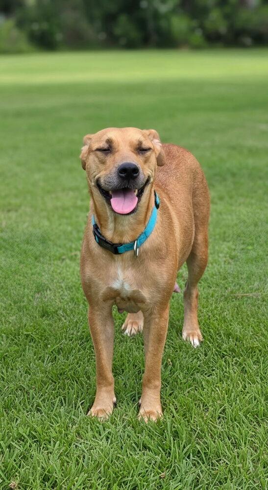 Enlarge Diondia / Tina, a Adoptable mixed breed in Broomfield, CO image 5/6