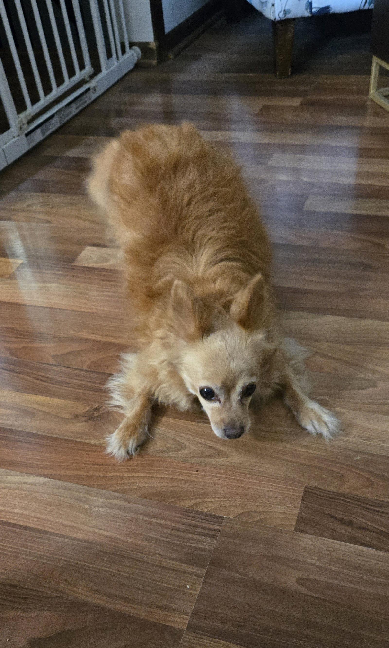 Agnes, Adoptable, Adult Female Chihuahua.