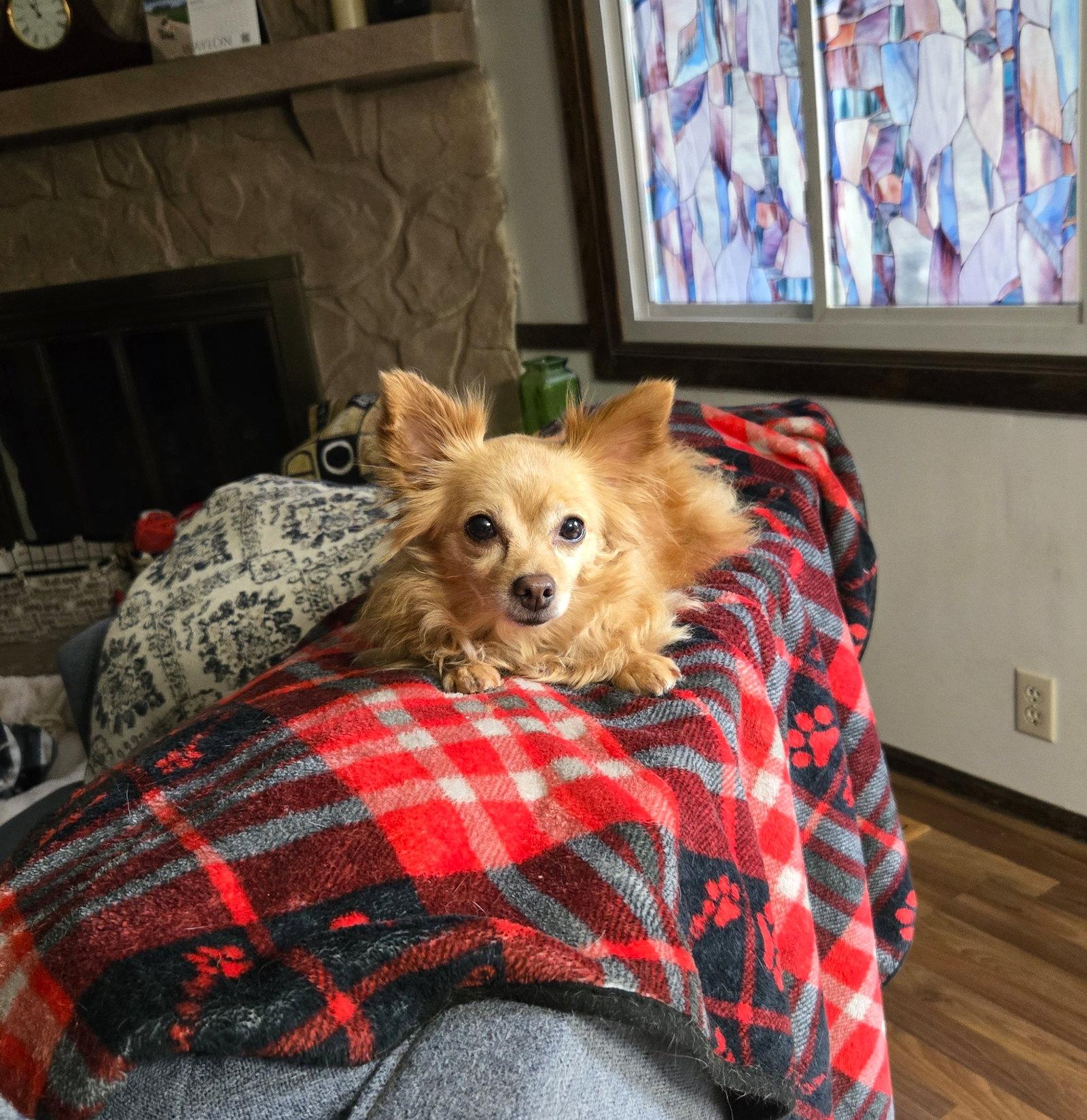 Agnes, a Adoptable Chihuahua in Council Bluffs, IA image 2/3