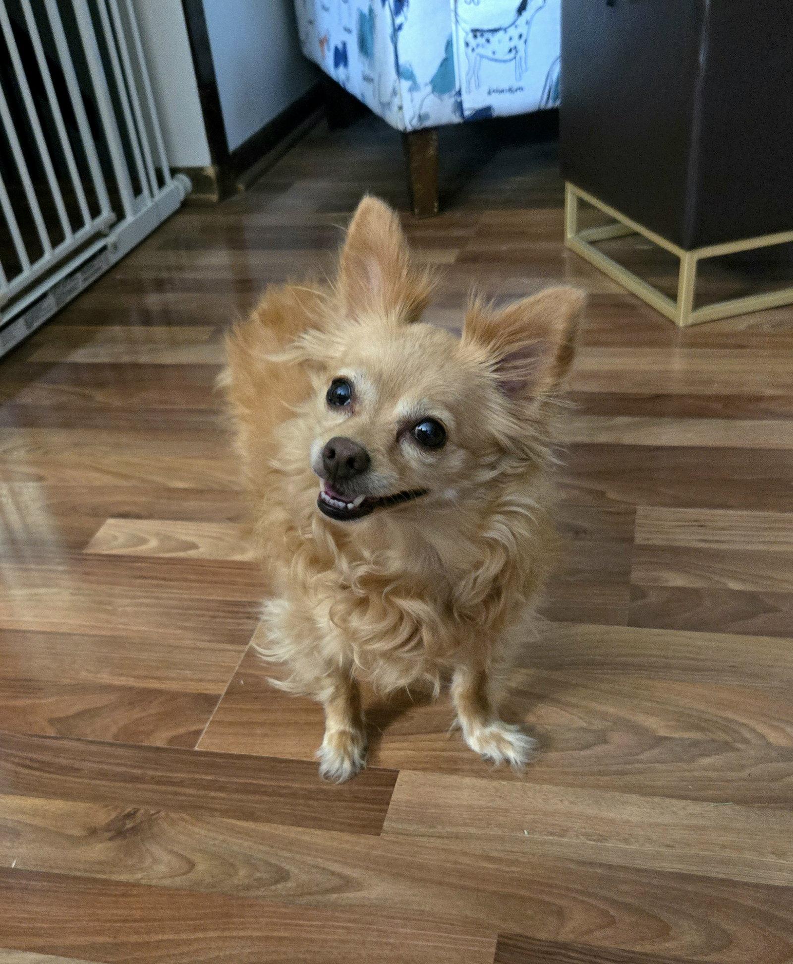 Agnes, a Adoptable Chihuahua in Council Bluffs, IA image 3/3