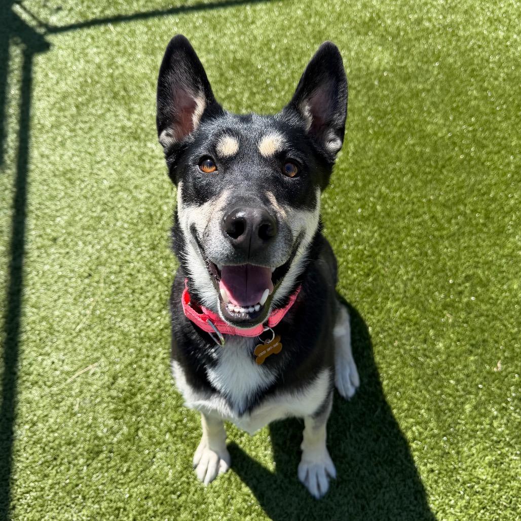 Willow, Adoptable, Adult Female Husky & Mixed Breed.