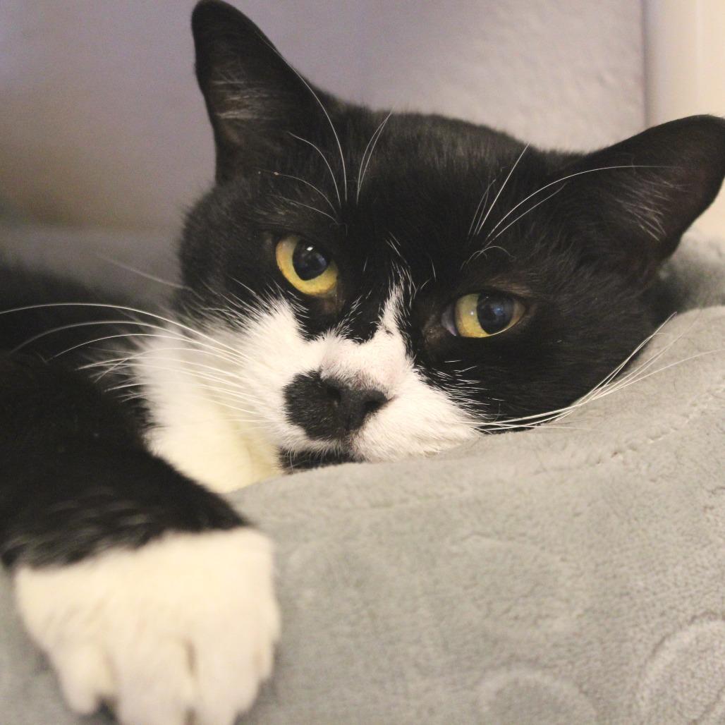 Boyd, Adoptable, Adult Male Domestic Short Hair.