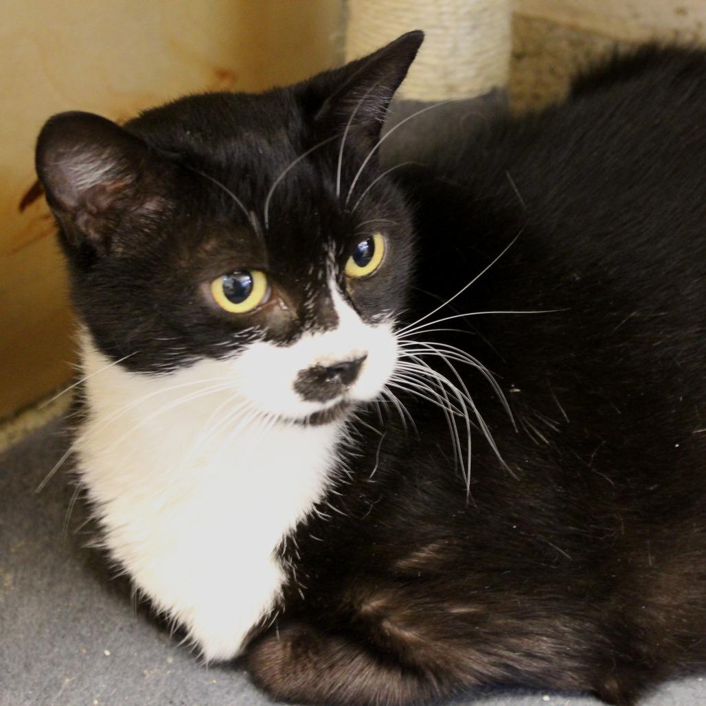 Boyd, a Adoptable Domestic Short Hair in Ridgely, MD image 2/2