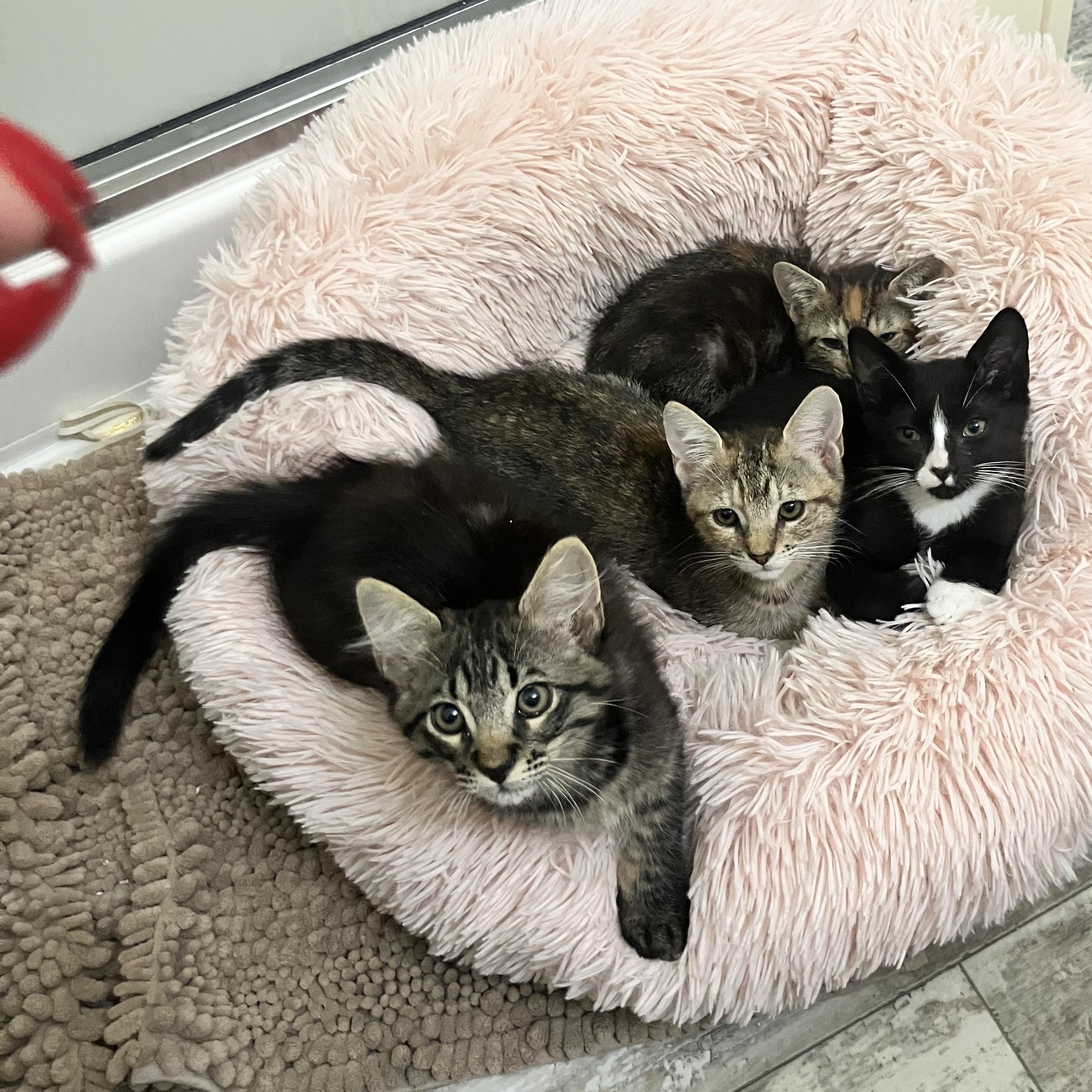 Caspian — thumbnail 5