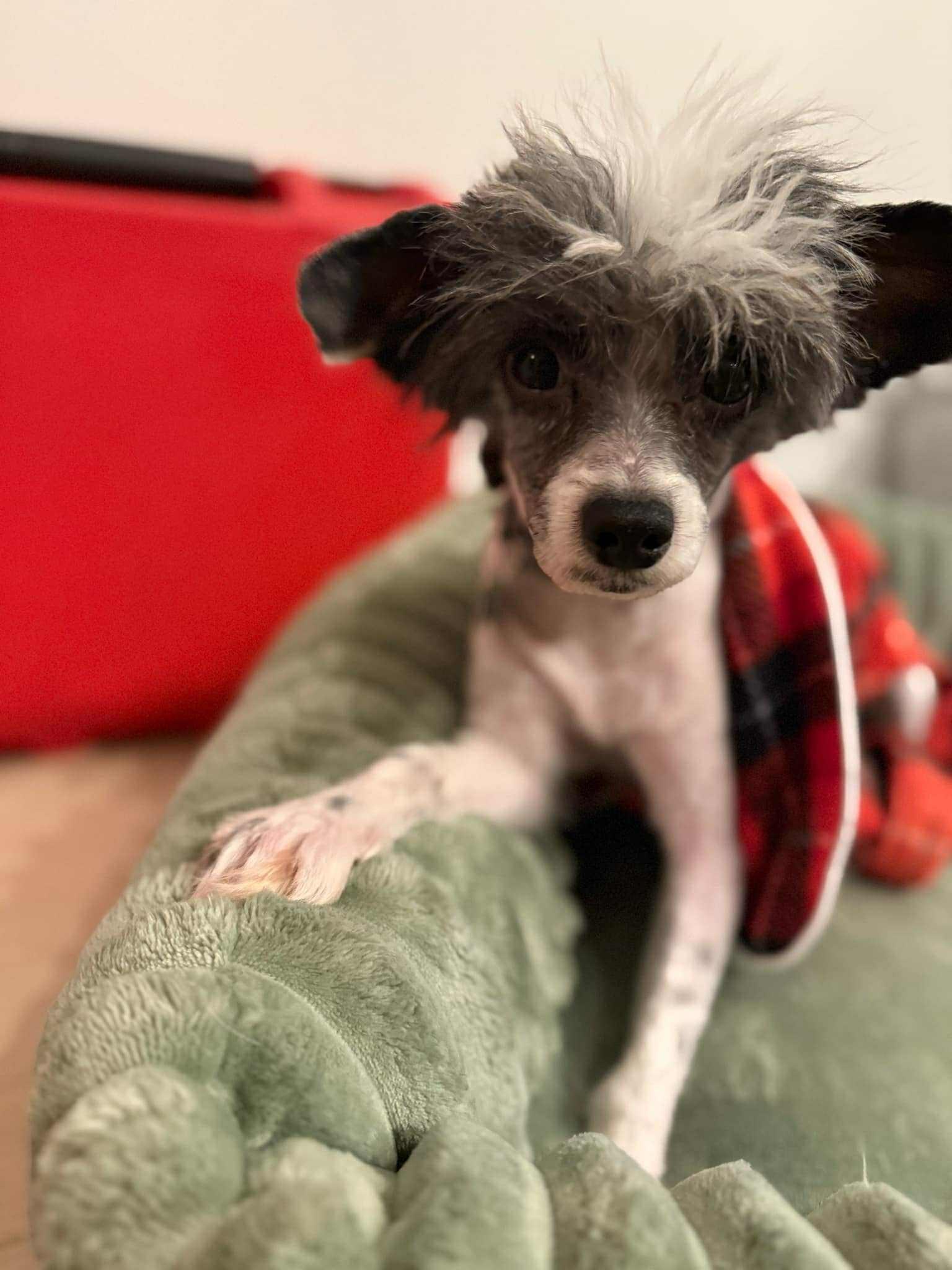 Aston, ADOPTABLE, Adult Male Chinese Crested Dog.
