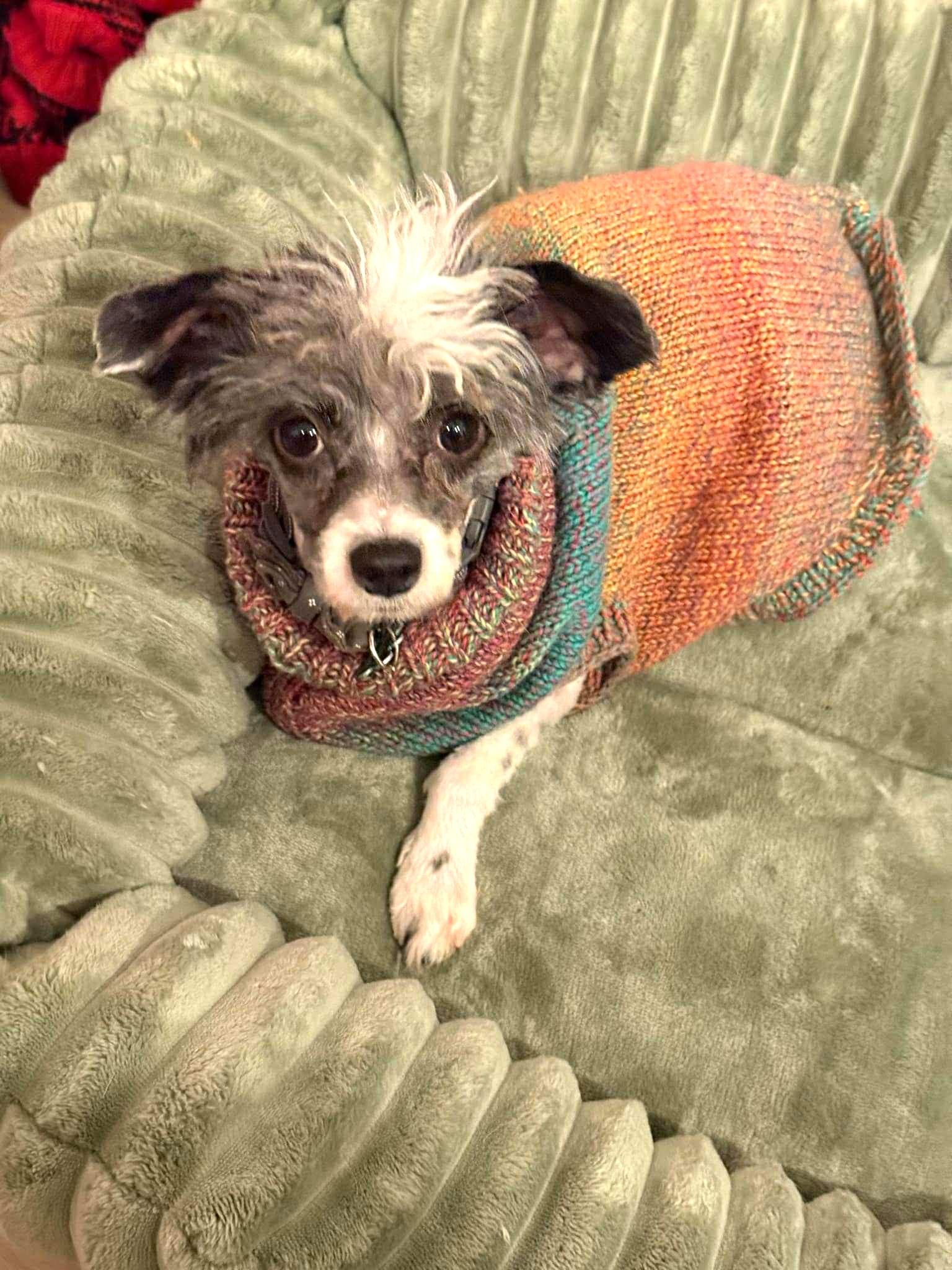 Aston, a ADOPTABLE mixed breed in Calgary, AB image 2/6