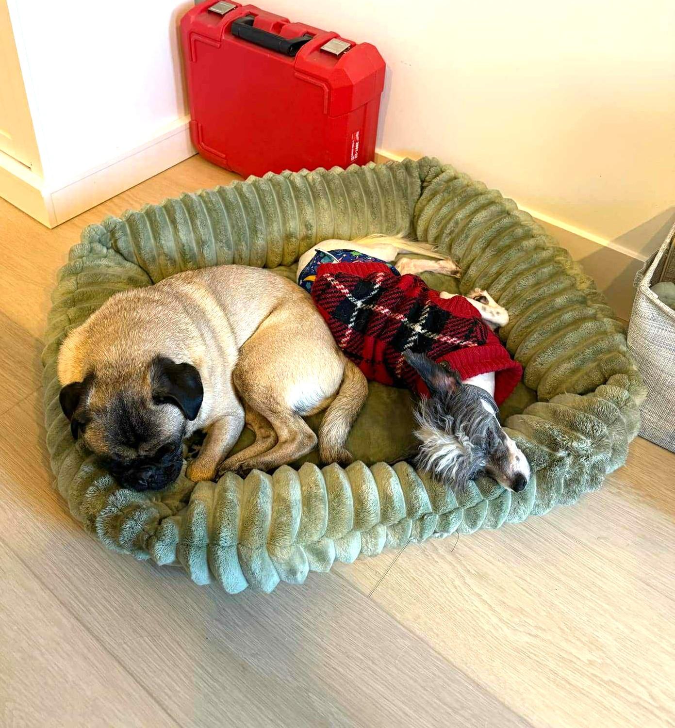 Aston, a ADOPTABLE mixed breed in Calgary, AB image 3/6