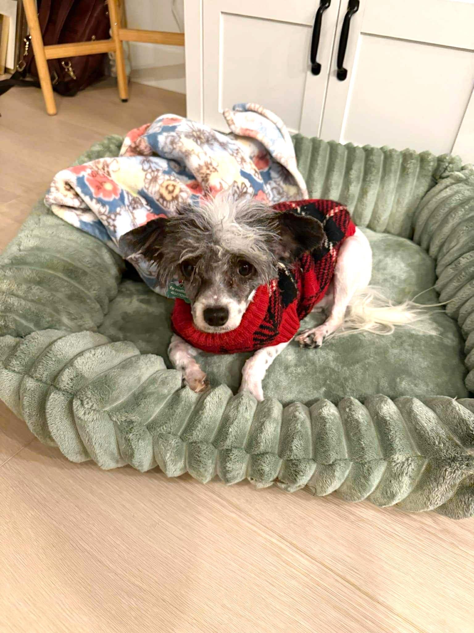 Aston, a ADOPTABLE mixed breed in Calgary, AB image 4/6