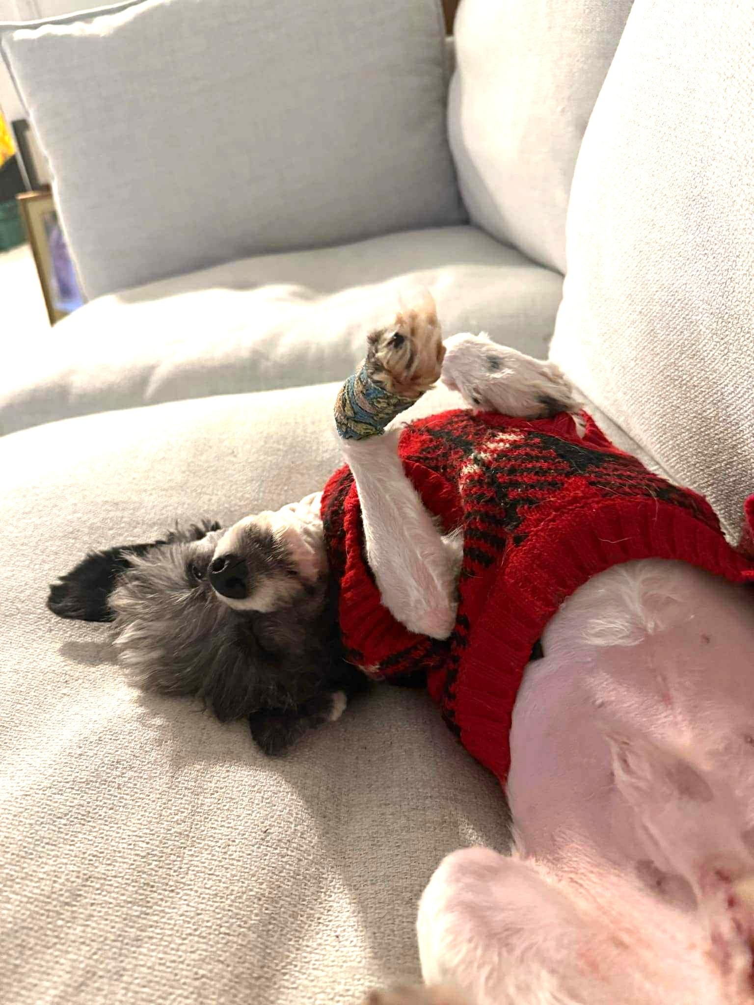 Aston, a ADOPTABLE mixed breed in Calgary, AB image 5/6