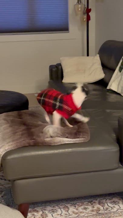 Enlarge Aston, a ADOPTABLE mixed breed in Calgary, AB video 6/6