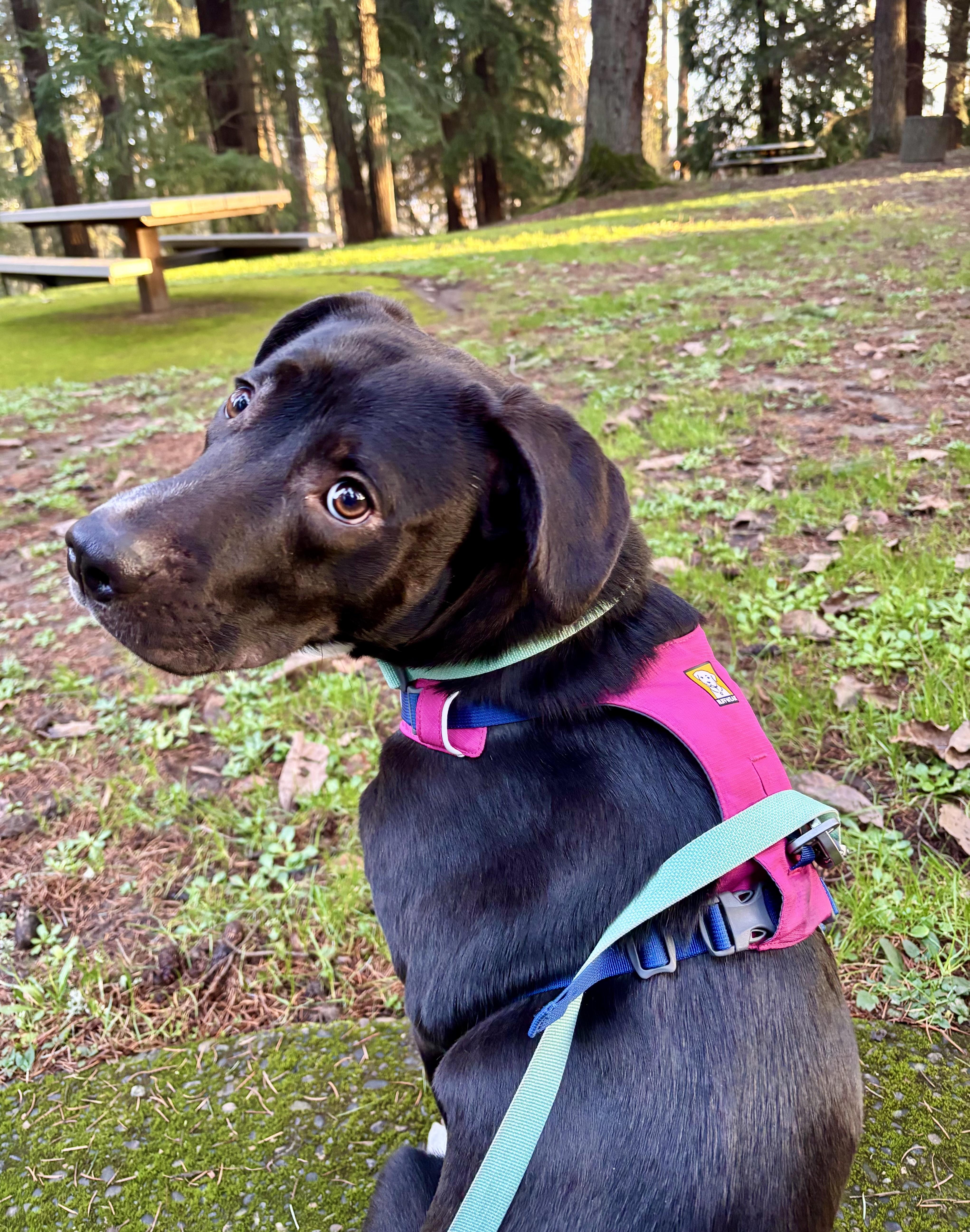 Minnow, a ADOPTABLE mixed breed in Portland, OR image 1/6