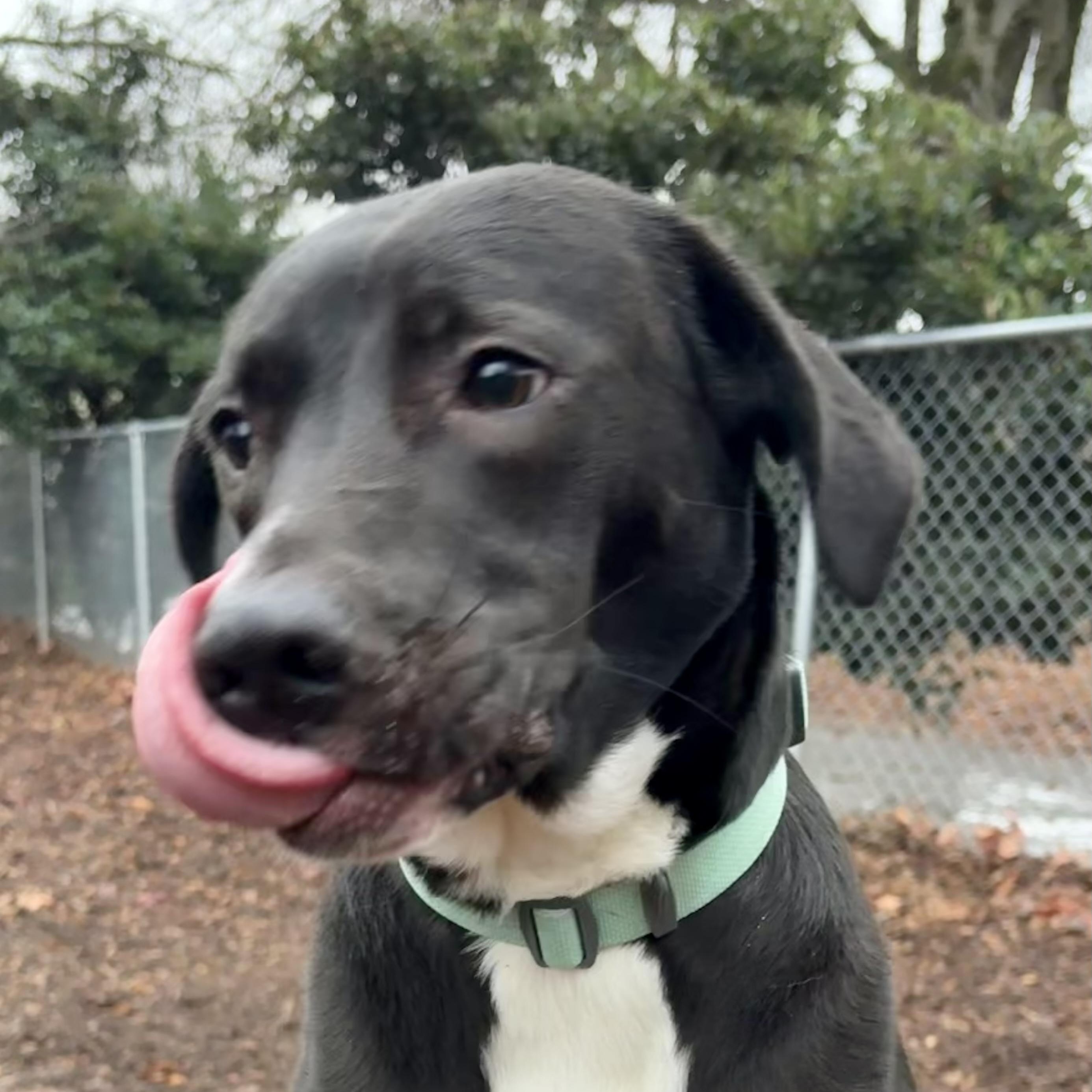 Enlarge Minnow-local, young great dog. Low fee and comes with her nice quality gear., a ADOPTABLE mixed breed in Bend, OR image 2/5