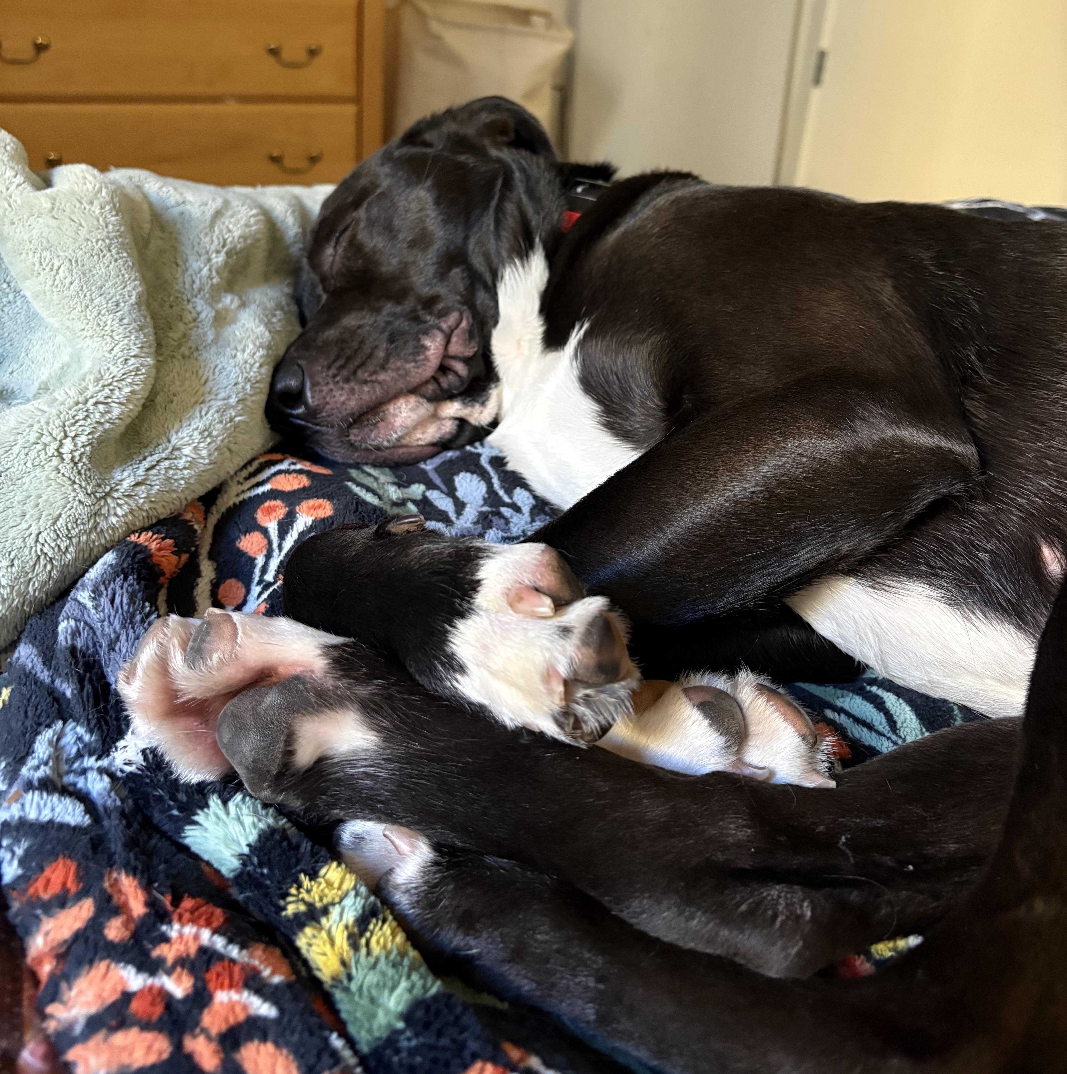 Minnow-local, young great dog. Low fee and comes with her nice quality gear., an adopted mixed breed in Bend, OR image 5/6