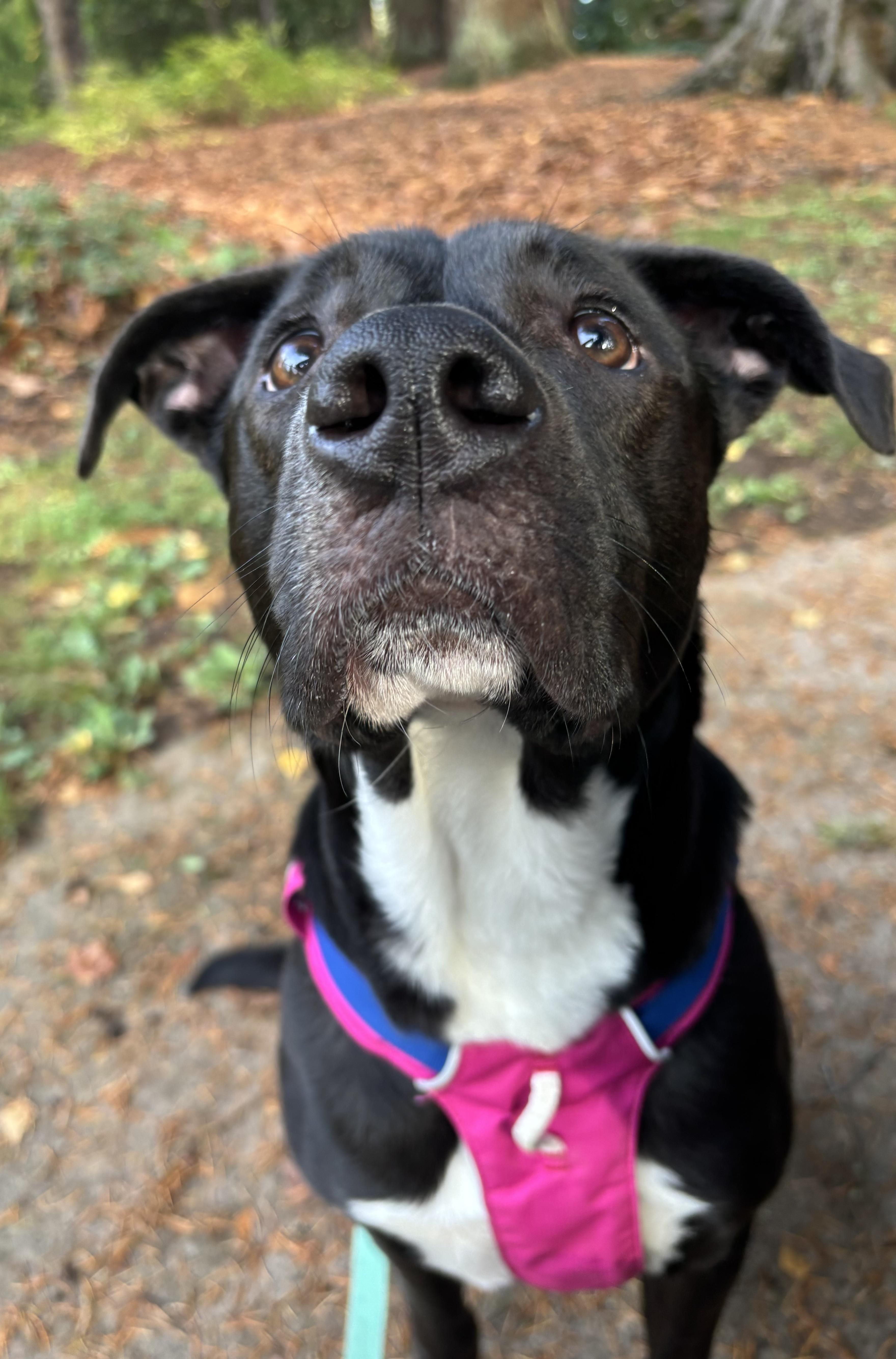 Minnow, a ADOPTABLE mixed breed in Portland, OR image 2/6