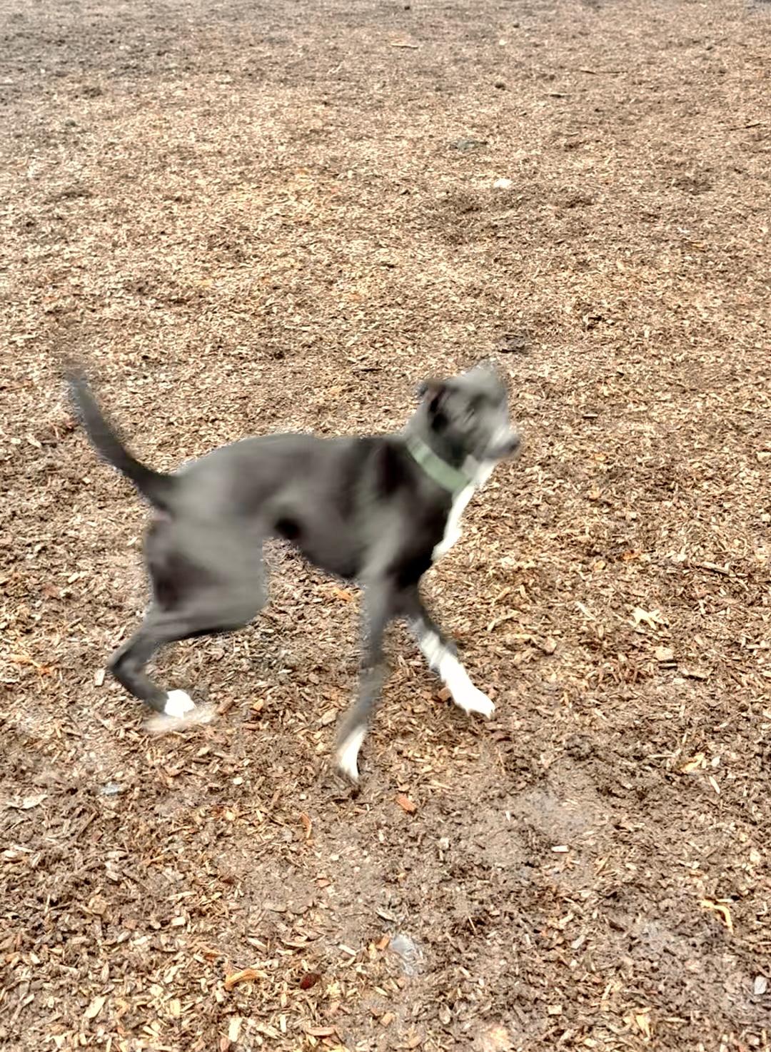 Minnow-local, young great dog. Low fee and comes with her nice quality gear., an adopted mixed breed in Bend, OR image 6/6