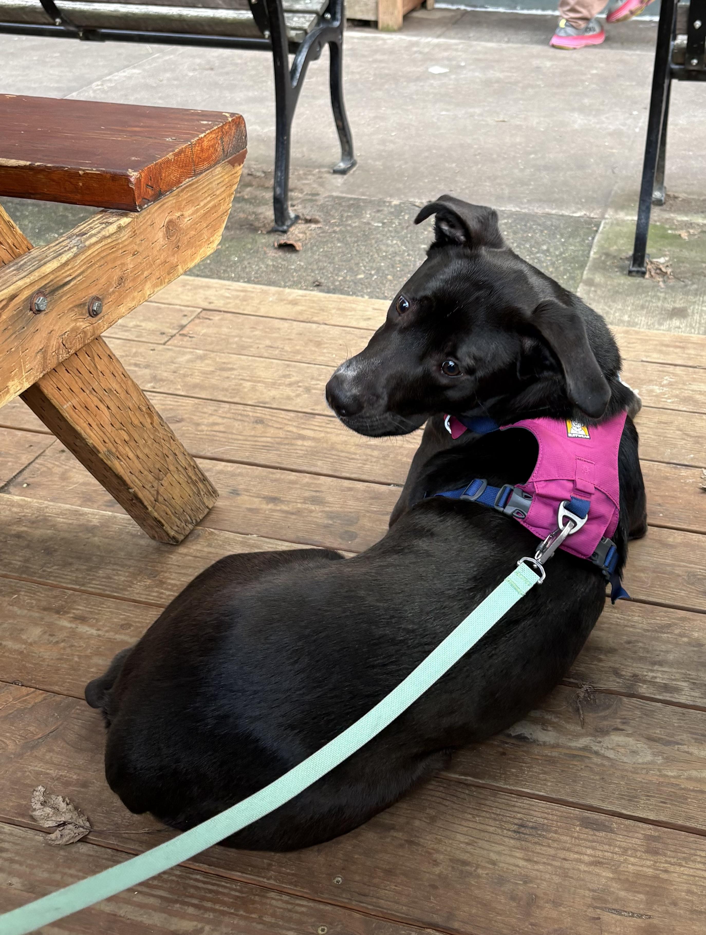 Enlarge Minnow-local, young great dog. Low fee and comes with her nice quality gear., a ADOPTABLE mixed breed in Bend, OR image 5/5