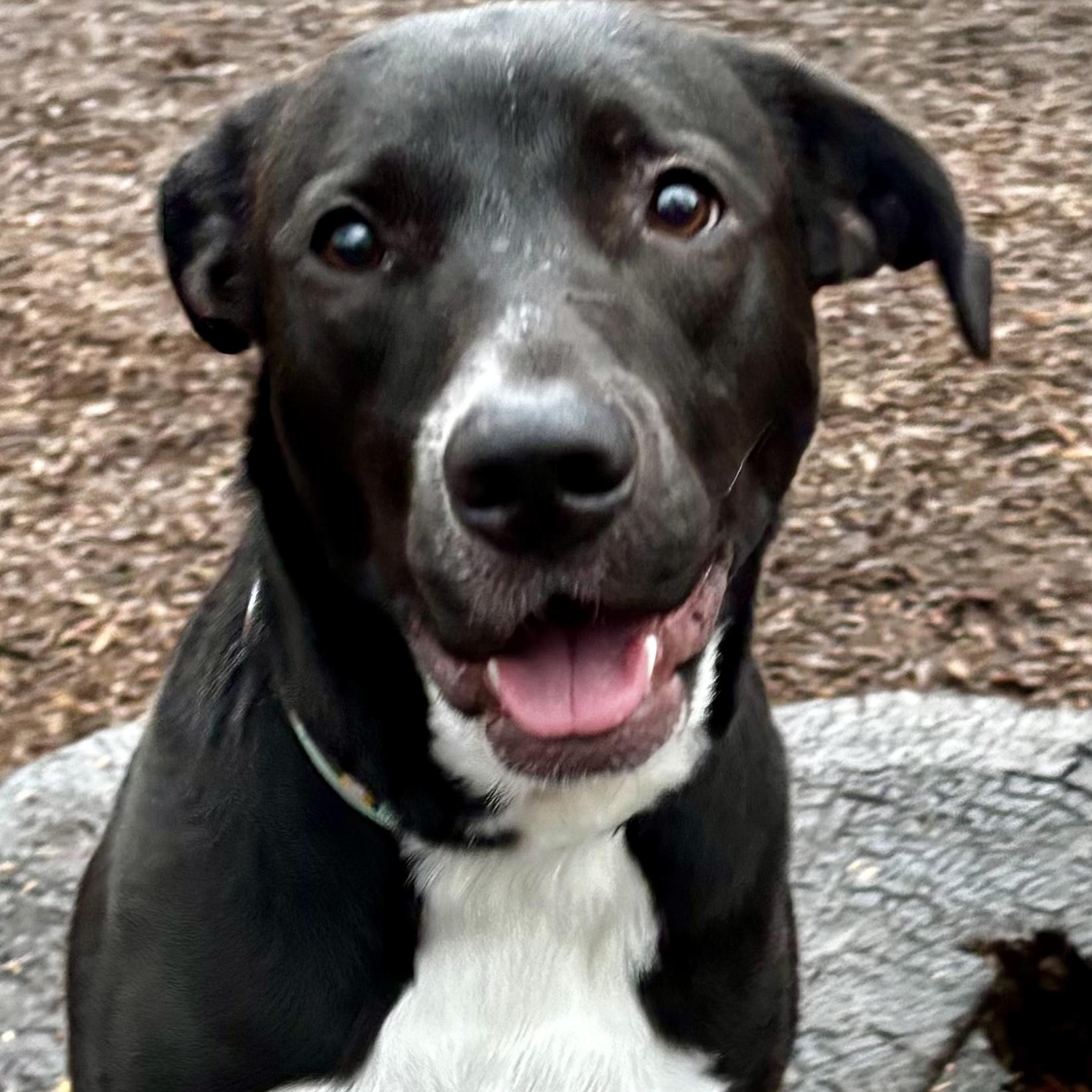 Minnow-local, young great dog. Low fee and comes with her stuff. , ADOPTABLE, Young Female Black Labrador Retriever & Mountain Cur.