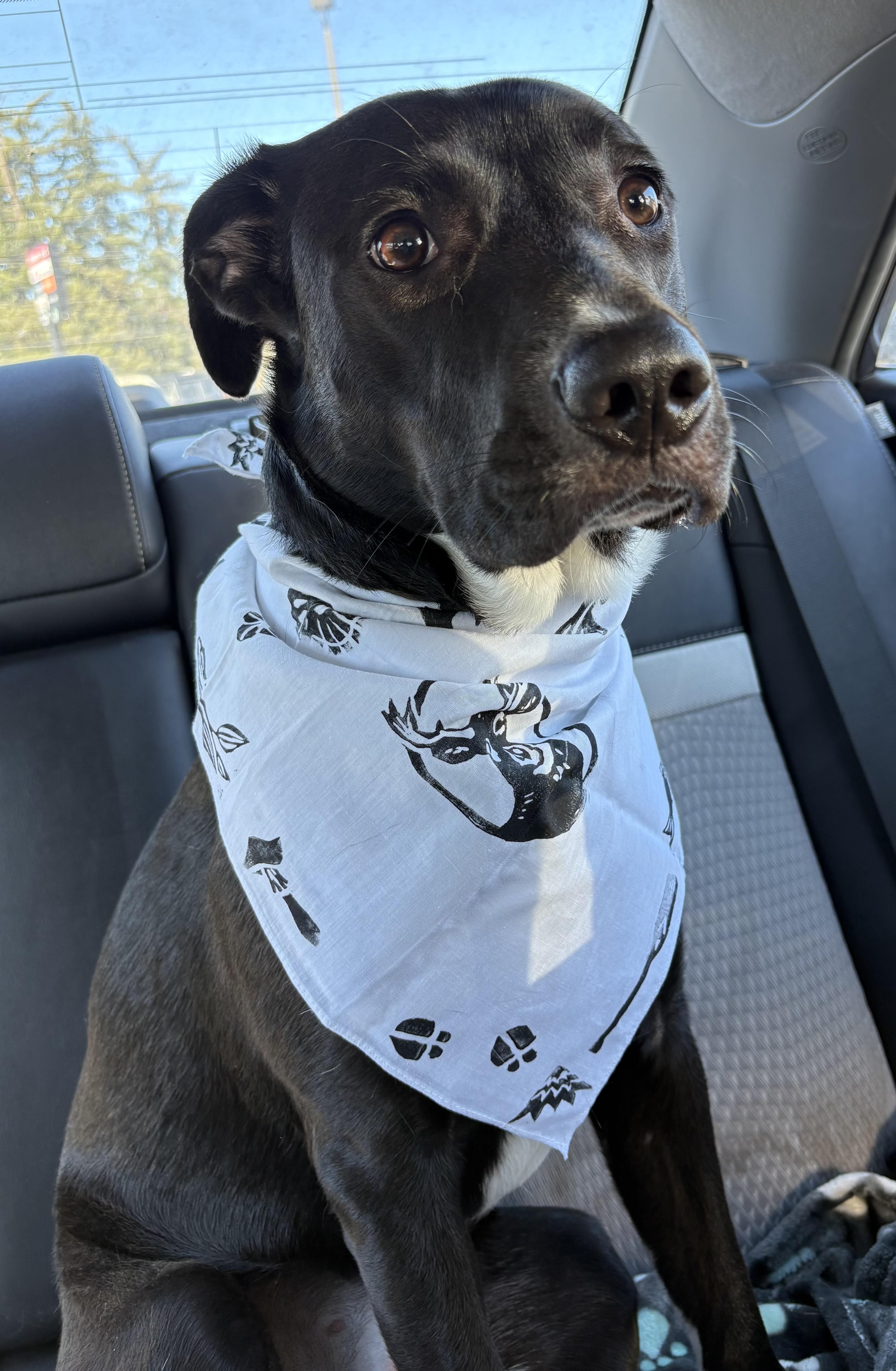 Minnow-local, young great dog. Low fee and comes with her nice quality gear., an adopted mixed breed in Bend, OR image 3/6