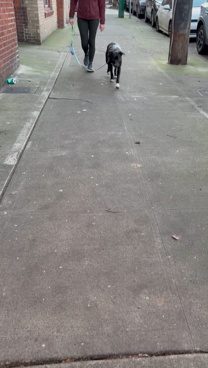 Enlarge Minnow-local, young great dog. Low fee and comes with her nice quality gear., an adopted mixed breed in Bend, OR video 4/6