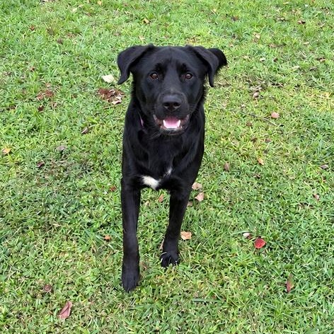 Enlarge Bat Man, a Adoptable mixed breed in Valdosta, GA image 3/3
