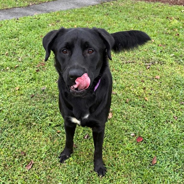 Enlarge Bat Man, a Adoptable mixed breed in Valdosta, GA image 2/3