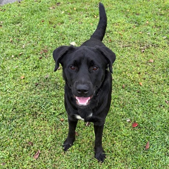 Enlarge Bat Man, a Adoptable mixed breed in Valdosta, GA image 1/3