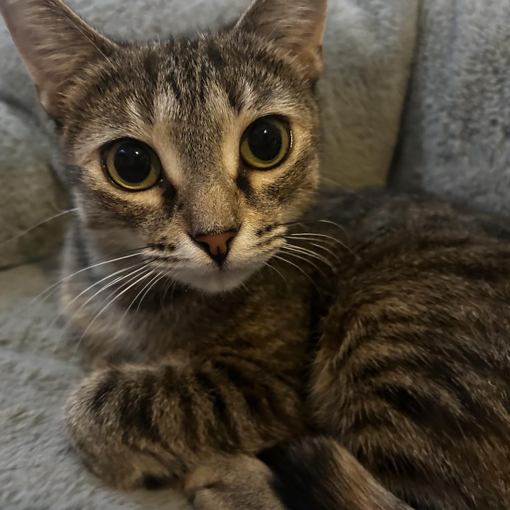 Enlarge Microsoft, a Adoptable Domestic Short Hair in Middle Village, NY image 1/6