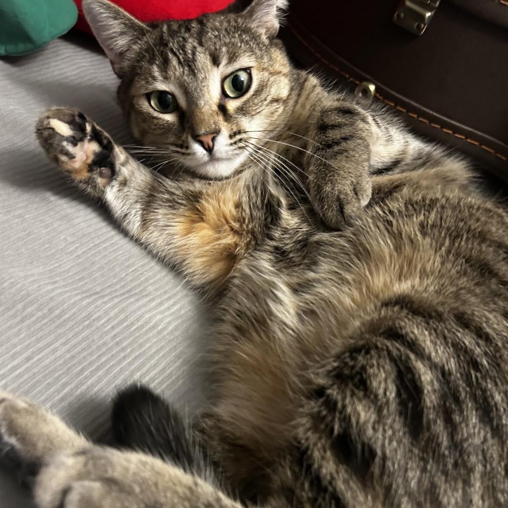 Microsoft, Adoptable, Adult Female Domestic Short Hair.