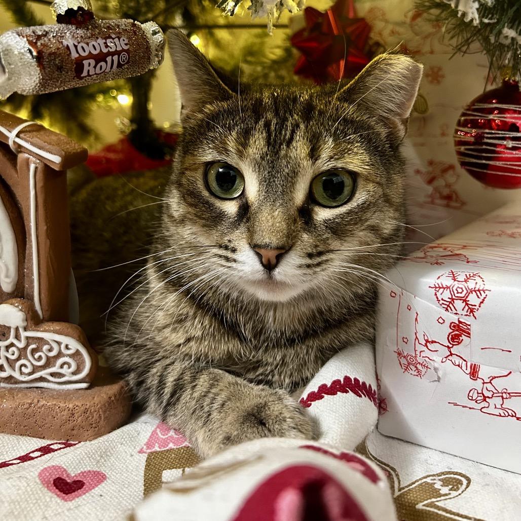 Microsoft — thumbnail 2