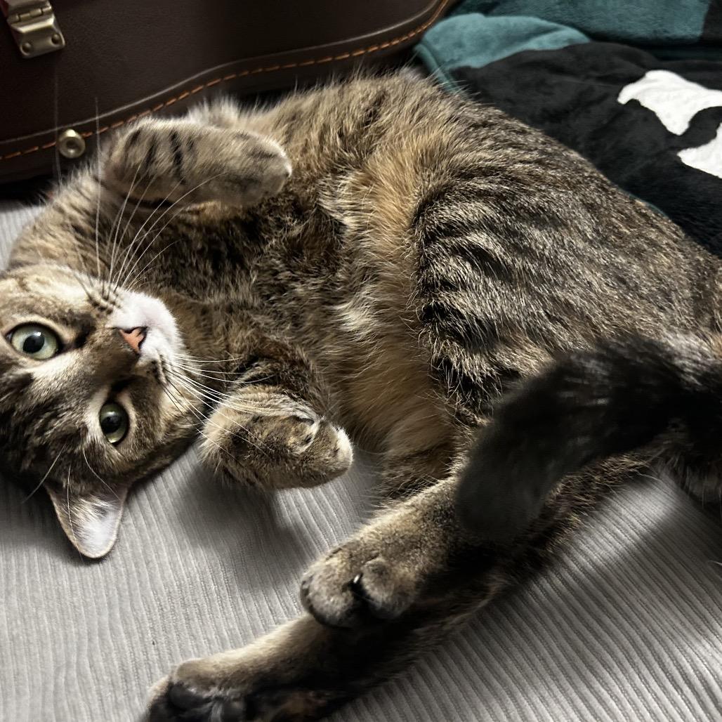 Enlarge Microsoft, a Adoptable Domestic Short Hair in Middle Village, NY image 3/6