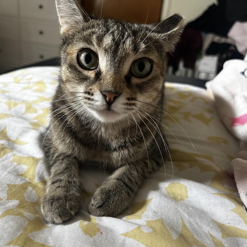 Enlarge Microsoft, a Adoptable Domestic Short Hair in Middle Village, NY image 3/6