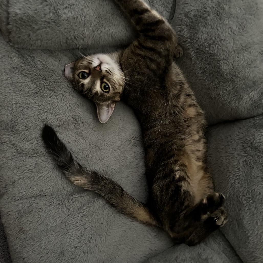 Enlarge Microsoft, a Adoptable Domestic Short Hair in Middle Village, NY image 4/6