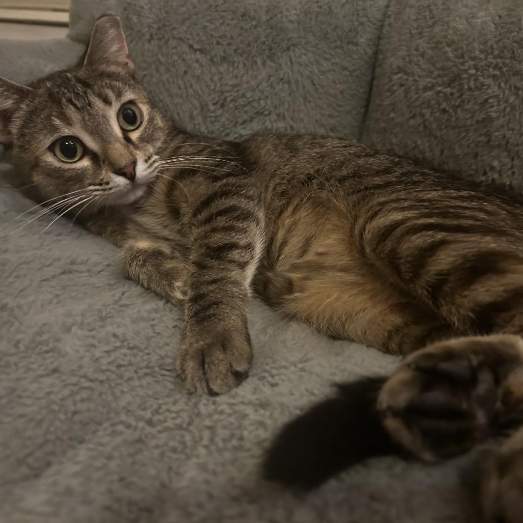 Enlarge Microsoft, a Adoptable Domestic Short Hair in Middle Village, NY image 5/6