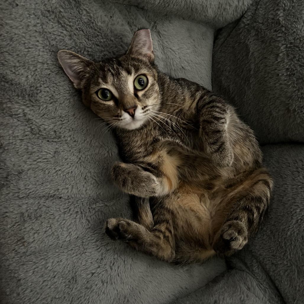 Enlarge Microsoft, a Adoptable Domestic Short Hair in Middle Village, NY image 6/6