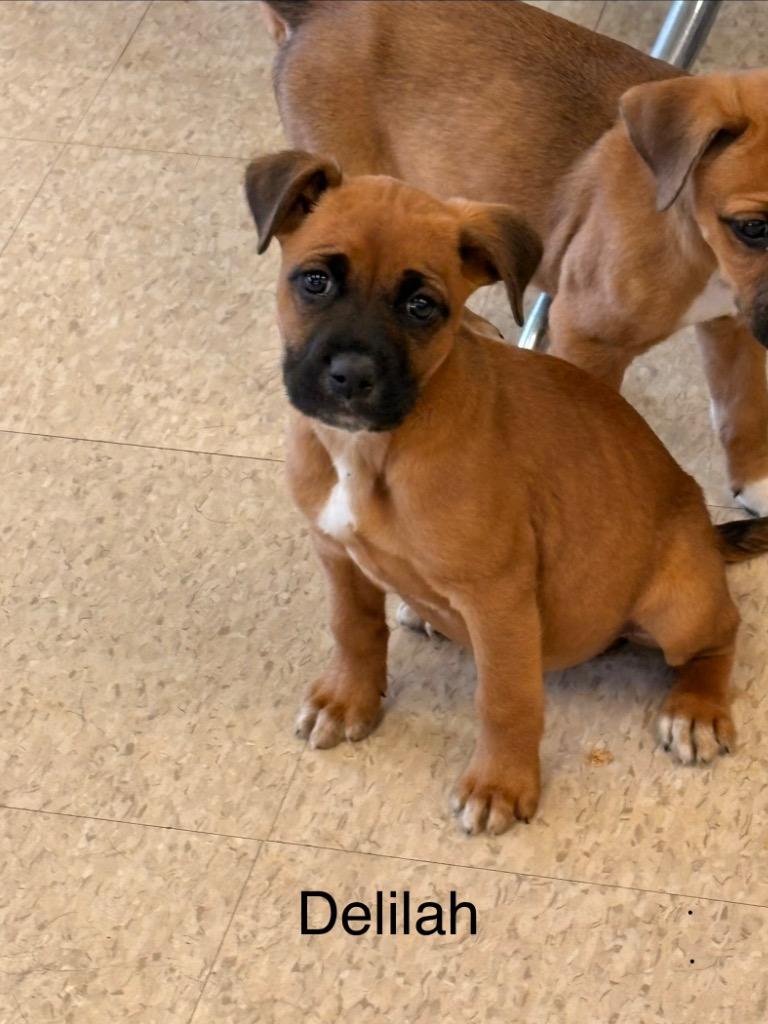 Delilah, Adoptable, Puppy Female Boxer.